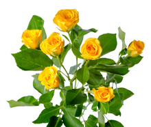 Yellow Rose Bush Flowers Isolated Over White