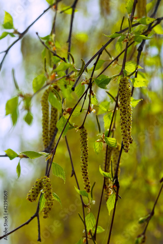 Obraz w ramie spring birch branches