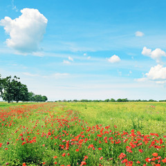 Canvas Print - field of wheat and red poppies