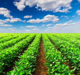 Poster - Rows on field. Agricultural landscape