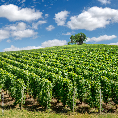 Naklejka - mata magnetyczna na lodówkę Vineyard landscape, Montagne de Reims, France