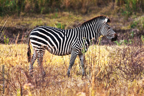 Board z aluminiowym obramowaniem Zebra