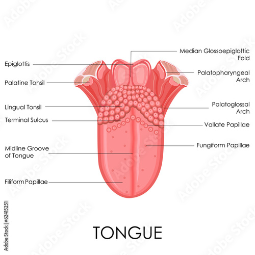 Fototapeta na wymiar Human Tongue Anatomy