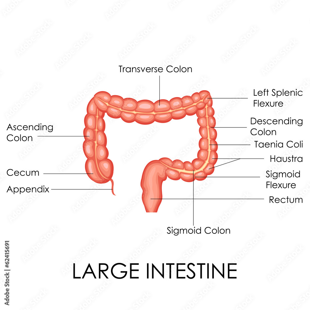 Human Large Intestine Anatomy Stock Vector | Adobe Stock