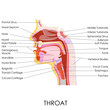 Human Throat Anatomy