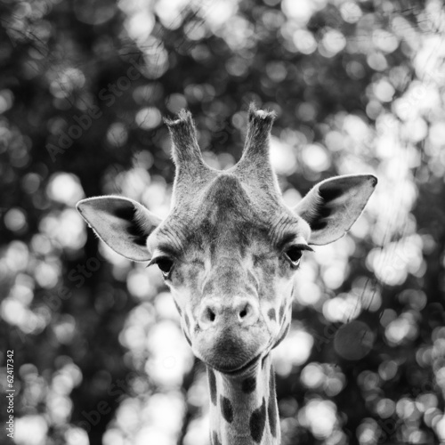 Board z aluminiowym obramowaniem Pojedyncze giraff bliska portret