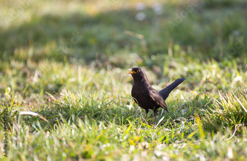 Oiseau Merle Noir Dans Le Gazon Buy This Stock Photo And