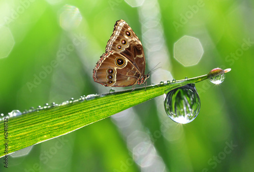 Board z aluminiowym obramowaniem Rosa i motyl morpho