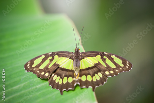 Tapeta ścienna Papilionidae