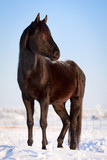 Fototapeta Mapy - Trakehner black stallion
