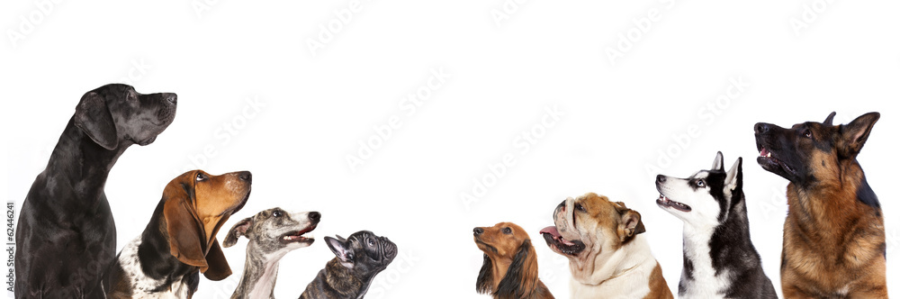 group of dogs is looking up - obrazy, fototapety, plakaty 
