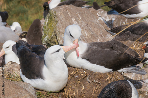 Valokuva Adult black browed albatross courtship display