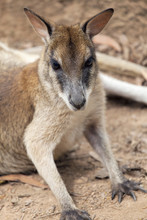 Kangaroo Closeup Portrait