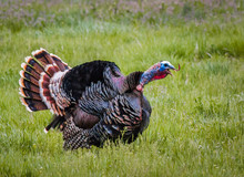 Gobbling Turkey