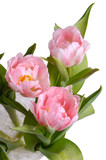 Fototapeta Tulipany - Vase of pink tulips from above
