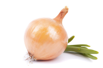 Onions on a white background.