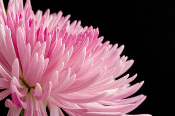 Close up image of pink chrysanthemum