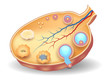 Healthy ovary structure, follicular development