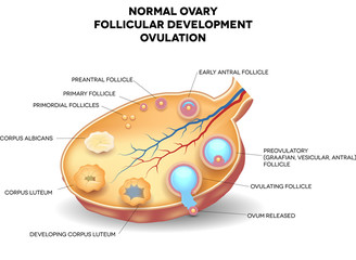 Wall Mural - Normal ovary, follicular development and ovulation