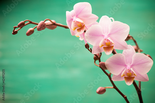 Plakat na papierze fotorealistycznym Orchidea.