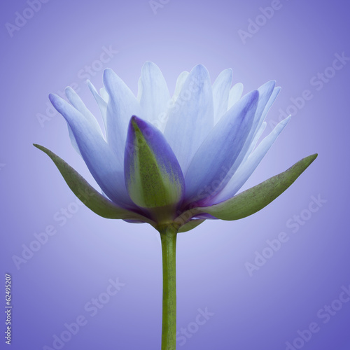 Naklejka dekoracyjna Blue lotus