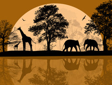 Wild African Animals