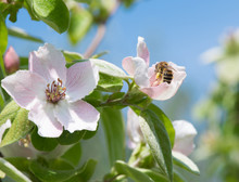 Honeybee On Quince Flower