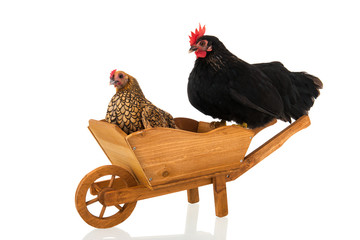 Wall Mural - Chickens on wheel barrow