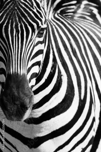 Board z aluminiowym obramowaniem Portret zebra zwierząt