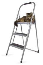 Cat Feeling Proud Being On Top Of A Ladder