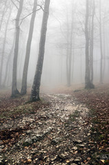 trail in forest