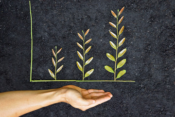 Wall Mural - Hands holding tree arranged as a green graph on soil