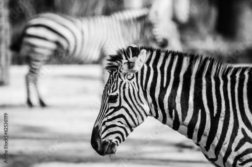 Board z aluminiowym obramowaniem Zebra, park narodowy serengeti, tanzania, Afryka Wschodnia