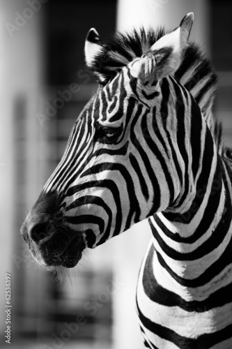 Board z aluminiowym obramowaniem Zebra, park narodowy serengeti, tanzania, Afryka Wschodnia