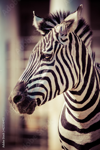 Board z aluminiowym obramowaniem Zebra, park narodowy serengeti, tanzania, Afryka Wschodnia