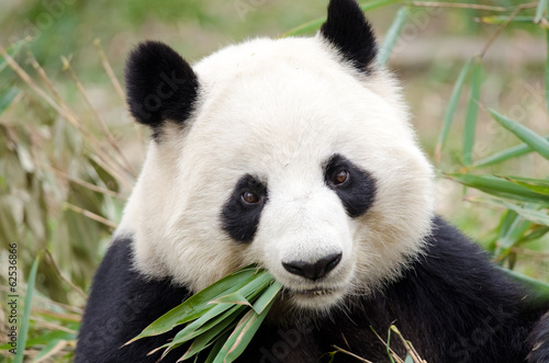 Cuadros en Lienzo Giant Panda eating bamboo, Chengdu, China