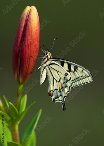 Tapeta ścienna Motyl machaon na lilii
