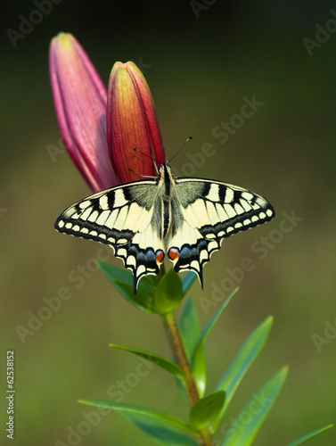 Tapeta ścienna Motyl machaon na lilii
