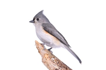 Aufkleber - Bird Isolated On White
