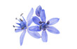 first spring flower - scilla siberica