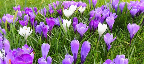 Naklejka - mata magnetyczna na lodówkę Spring flowers