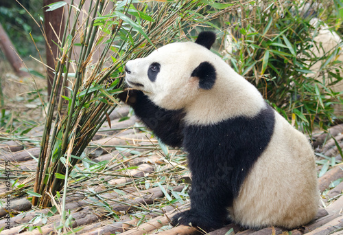 Board z aluminiowym obramowaniem Młoda panda gigant jedzenie bambusa, Chengdu, Chiny