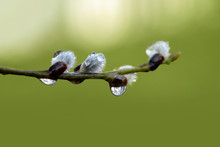 Pussy Willow With Raindrops