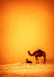 Family of wild camels