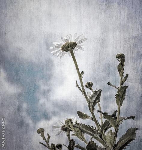 Board z aluminiowym obramowaniem Fotografia grunge kwiatów daisy