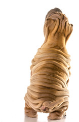 Wall Mural - chinese shar pei