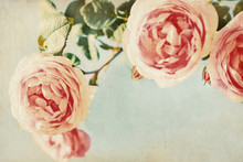 Vintage Roses. Retro. Greeting Card