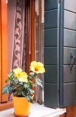 Yellow Hibiscus in Window Flowerbox