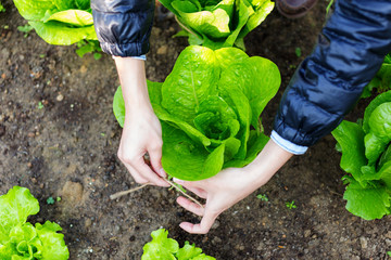 Wall Mural - Agriculture of lettuce