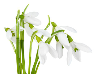 Poster - Beautiful snowdrops, isolated on white